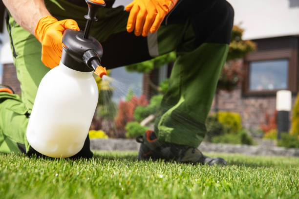 Wasp Removal Services in Rowlett, TX