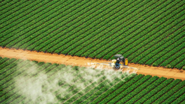Best Ant Control Services  in Rowlett, TX