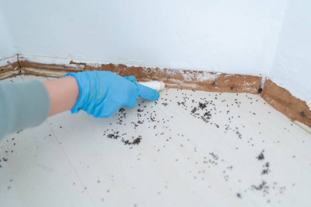 Best Best Pest Control Companies  in Rowlett, TX