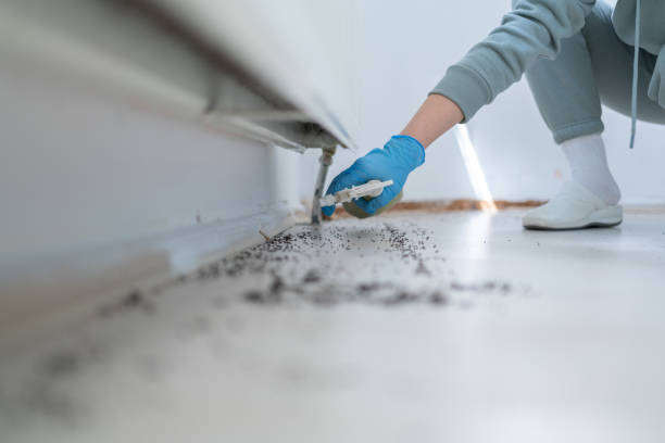 Best Termite Control Services  in Rowlett, TX